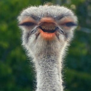 Meet your Posher, Sydney